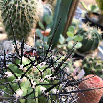 黒い棘の投稿画像一覧 Greensnap グリーンスナップ