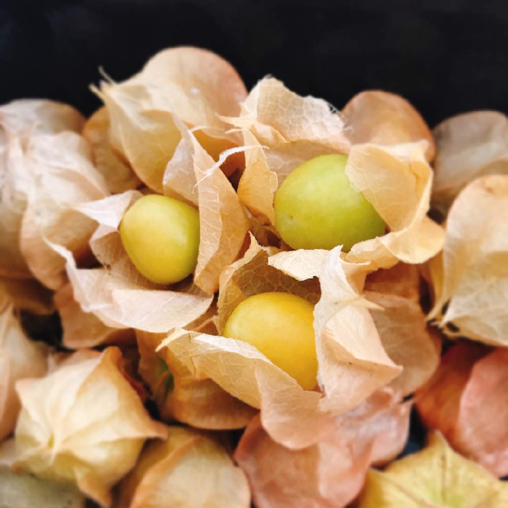 フルーツホオズキの投稿画像 By ゆいままさん 食用 ほおずきと夏野菜収穫物 月8月12日 Greensnap グリーンスナップ