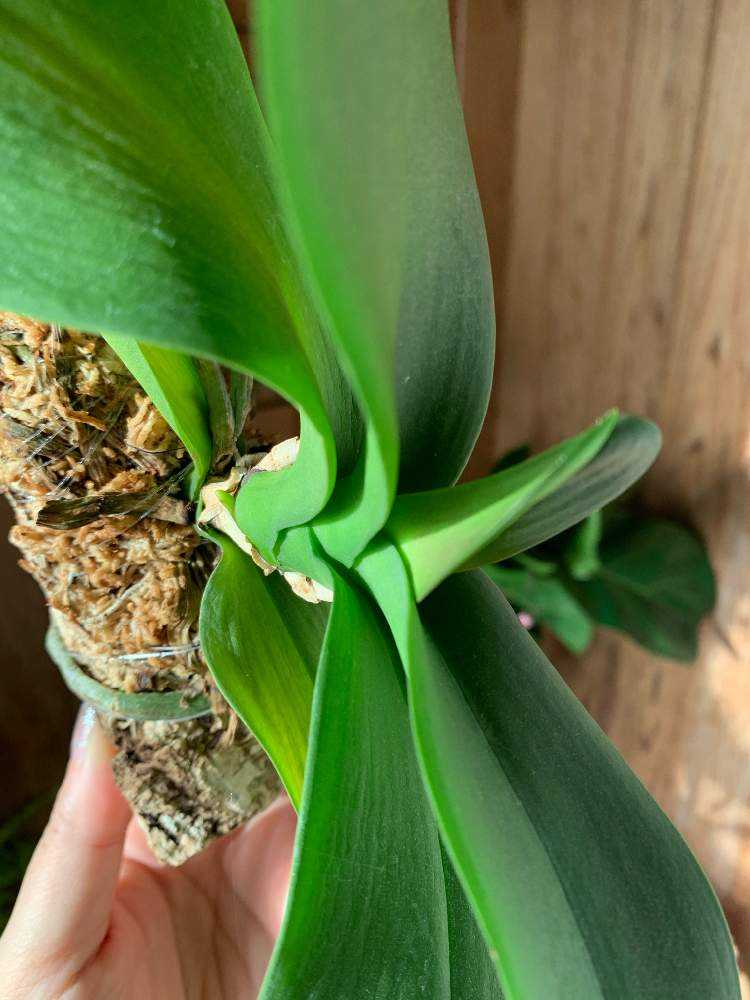トライアル】マイクロ胡蝶蘭のコルク着生｜🍀GreenSnap（グリーン