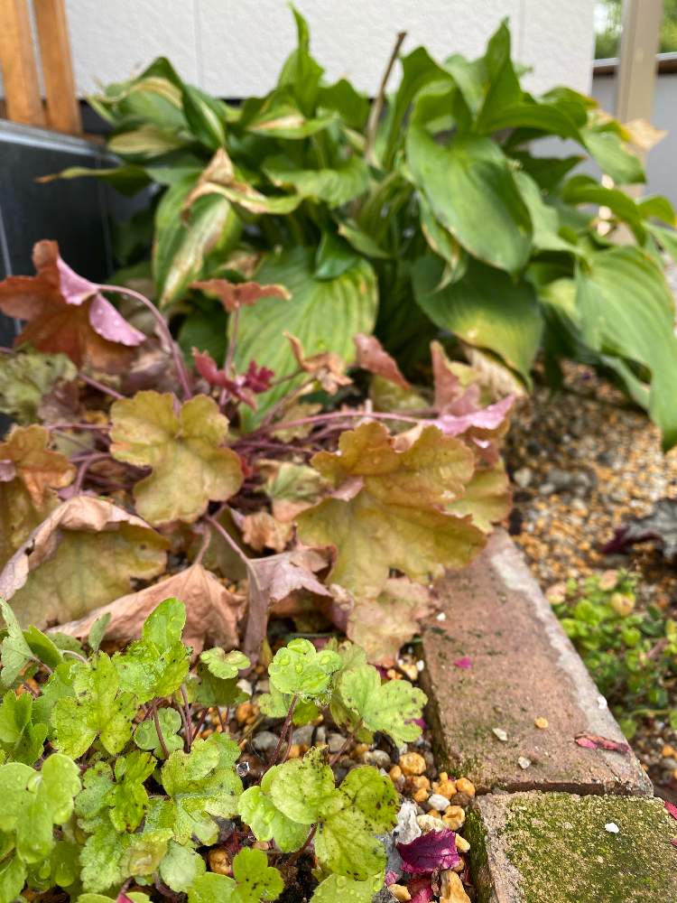 ヒューケラの投稿画像 By ちほさん ヒューケラ ドルチェとギボウシ ホスタ と花壇づくりとヒューケラ とカラーリーフとおうち園芸と庭づくりとガーデニングと花のある暮らしと庭の宿根草 月8月12日 Greensnap グリーンスナップ