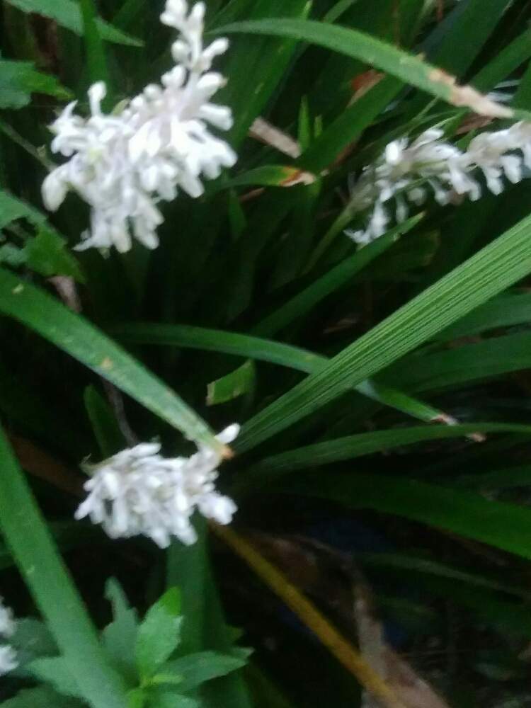 ヤブラン 白の投稿画像 By Sa Chi Yさん 我が家の花壇と白い花と花のある暮らしと今日のお花 月8月12日 Greensnap グリーンスナップ