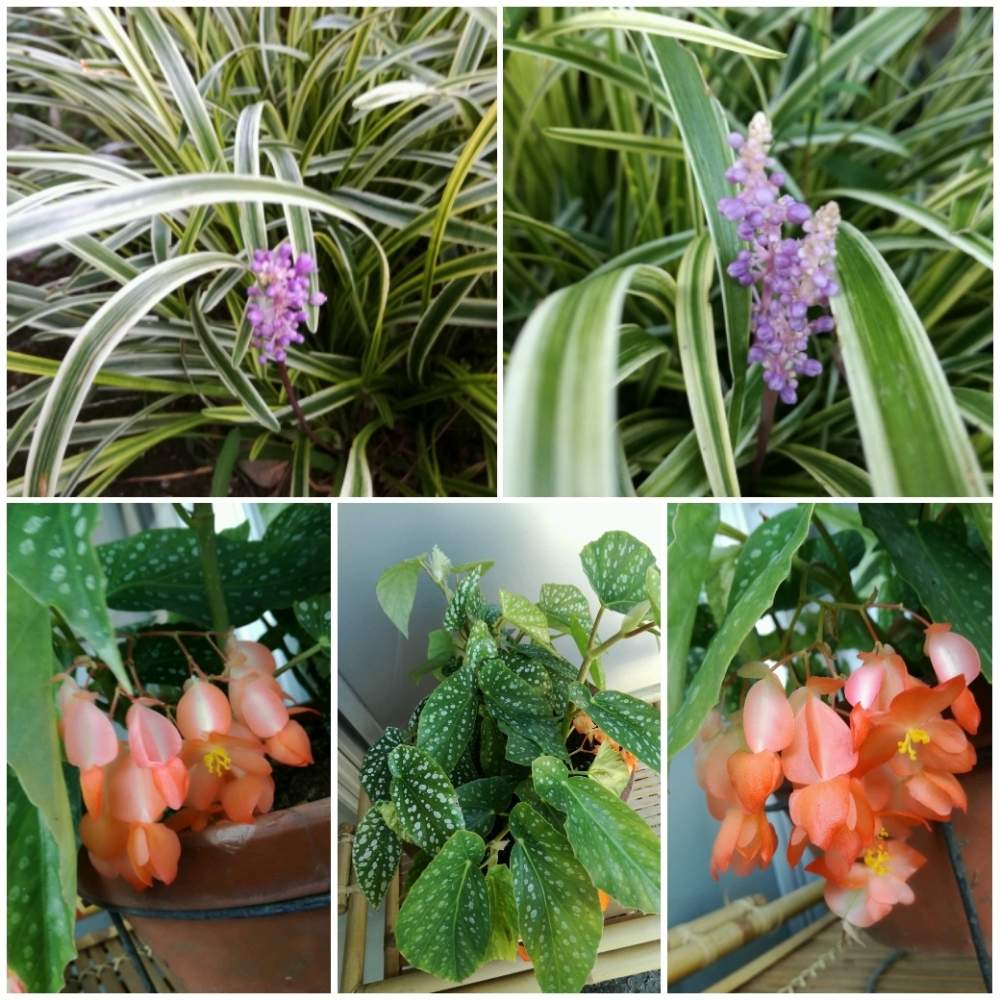 木立性ベゴニアの投稿画像 By かゆさん 猫のいる生活とヤブラン とガーデニングと花のある暮らし 月8月12日 Greensnap グリーンスナップ