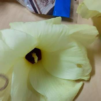 花おくらの投稿画像一覧 Greensnap グリーンスナップ