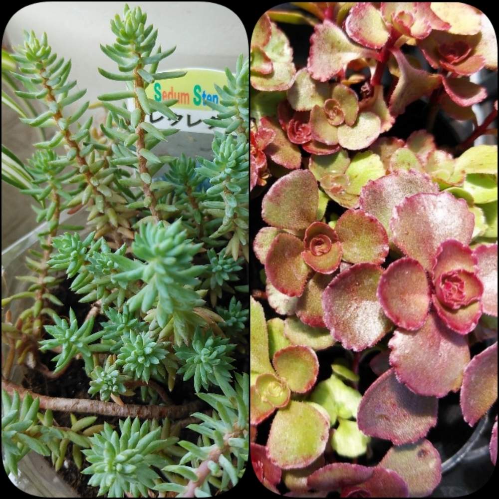 ドラゴンズ ブラッドの投稿画像 By すみれさん レフレクサムと多肉植物と可愛い多肉と植物のある暮らしと放置多肉と素敵な色と多肉女子と多肉lifeとgreen Love 月8月12日 Greensnap グリーンスナップ