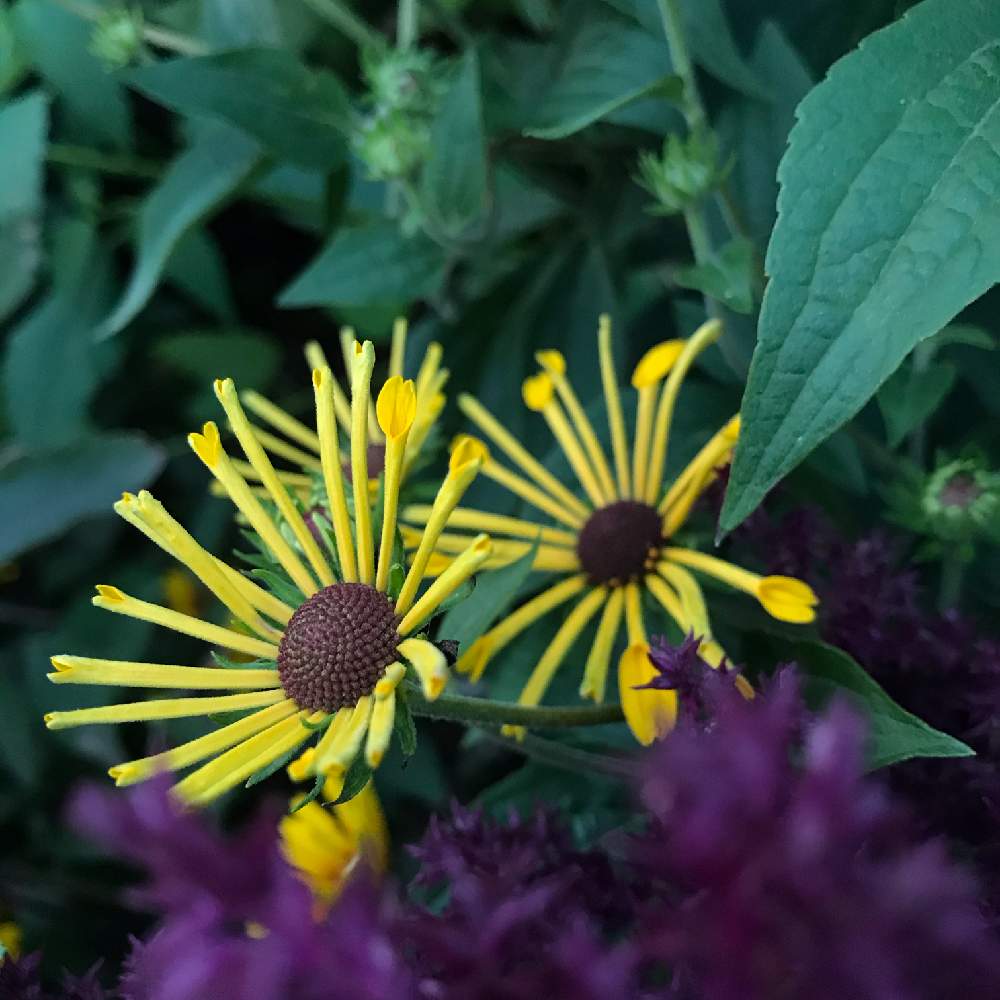 広い庭の投稿画像 By みのるさん ガーデンと植物のある暮らしとナチュラルと多年草とガーデニングと花のある暮らしと北海道とルドベキア と庭の宿根草とガーデンと植物のある暮らしとナチュラルと多年草とガーデニングと花のある暮らしと北海道とルドベキア と庭の