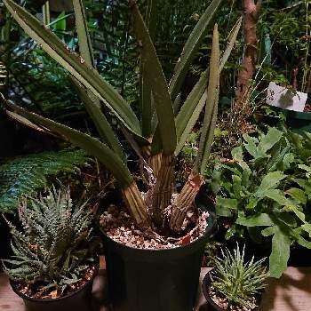 アガベ ストリクタの投稿画像一覧 Greensnap グリーンスナップ