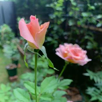 バラ ティファニーの画像 by まめるりこさん | 小さな庭とバラ ティファニーとバラ初心者とガーデニング初心者と薔薇が好き❤