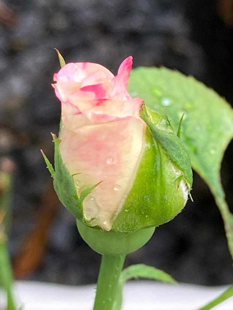 色の変わる薔薇の投稿画像 By セスさん 濃いピンクのバラと薔薇オフホワイトとピンクの花と白 しろ ホワイトと夏の花とおうち園芸と色が変わるバラと鉢植え 月8月12日 Greensnap グリーンスナップ