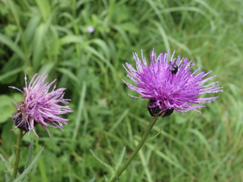 山野草の投稿画像 By Haruさん 花の百名山と多年草と深山子薊と伊吹山 月8月12日 Greensnap グリーンスナップ