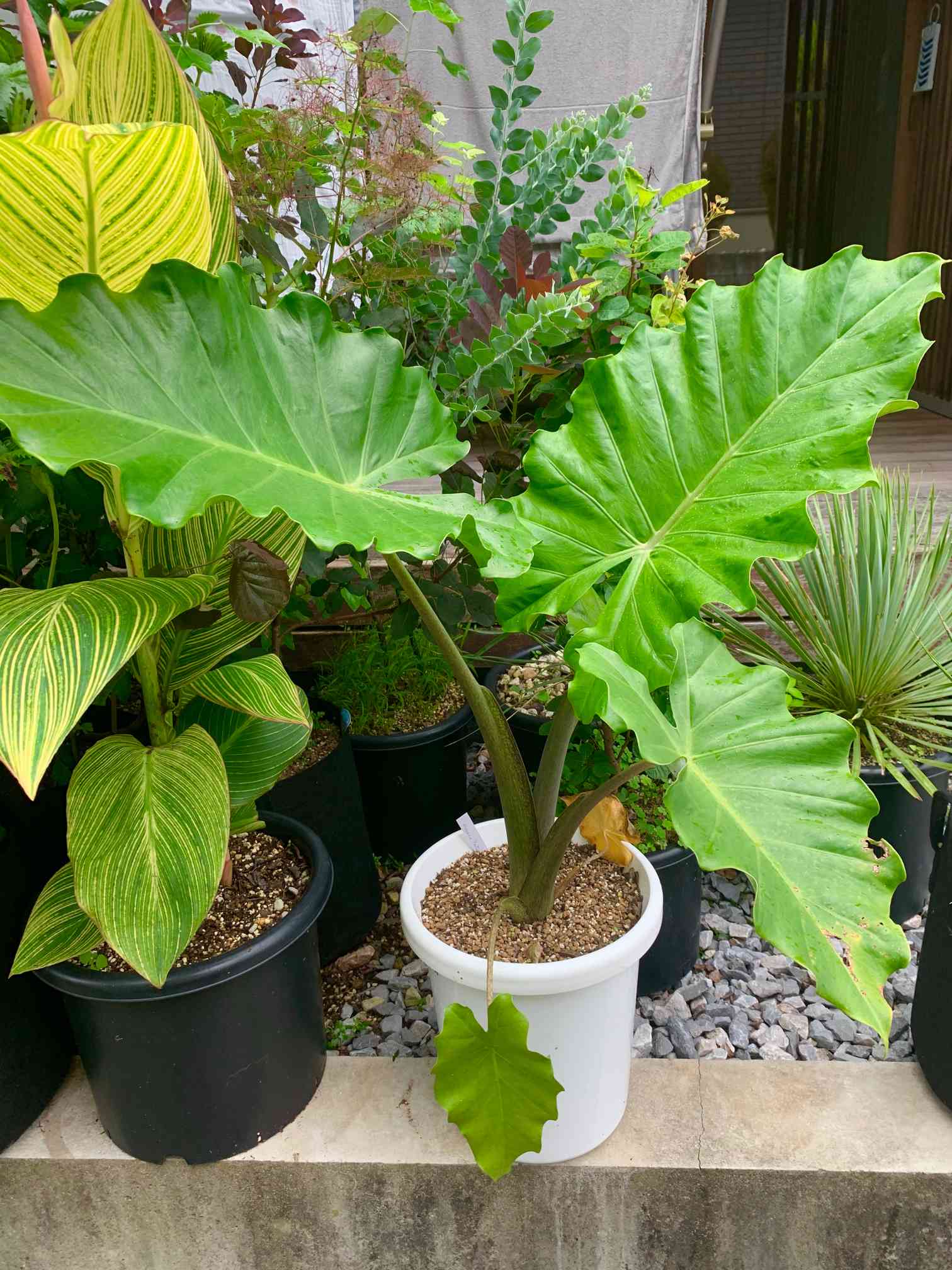 アロカシア ポルトドラの一覧｜🍀GreenSnap（グリーンスナップ）