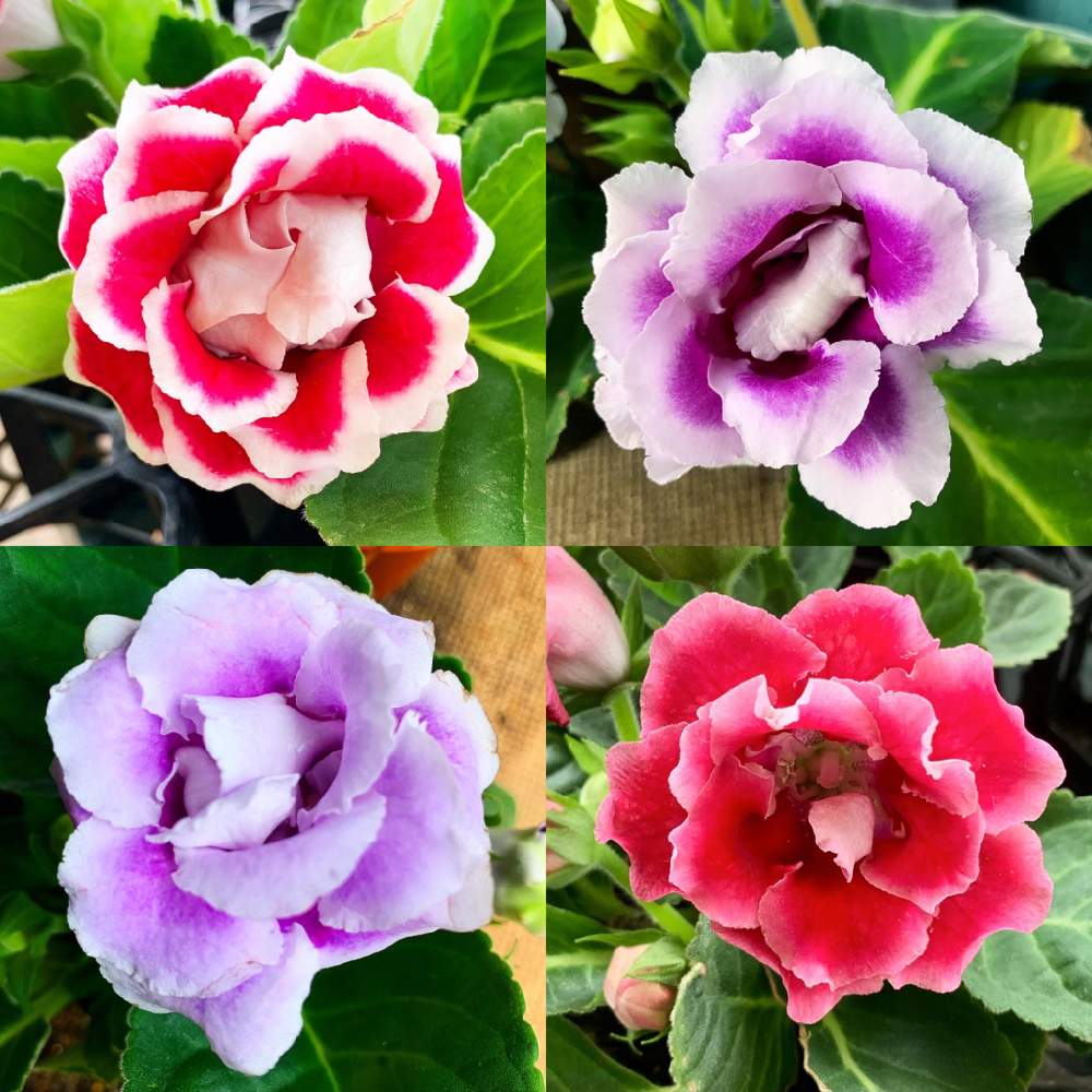 グロキシニア オオイワギリソウ 大岩桐草 の投稿画像 By Azuwanさん お出かけ先とお花を楽しむとおうち園芸とお散歩写真と綺麗なお花 とお花が好き と花のある暮らしとお花を楽しむとおうち園芸とお散歩写真と綺麗なお花とお花が好き と花のある暮らし 月8月12