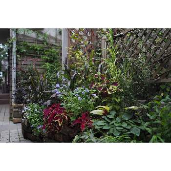 八月の箱庭の画像 by 我楽多さん | 小さな庭といつもの箱庭（メインの花壇）とOM-D E-M1Ⅱといつもの箱庭（メインの花壇*）とOLY 17mm F1.2と八月の箱庭