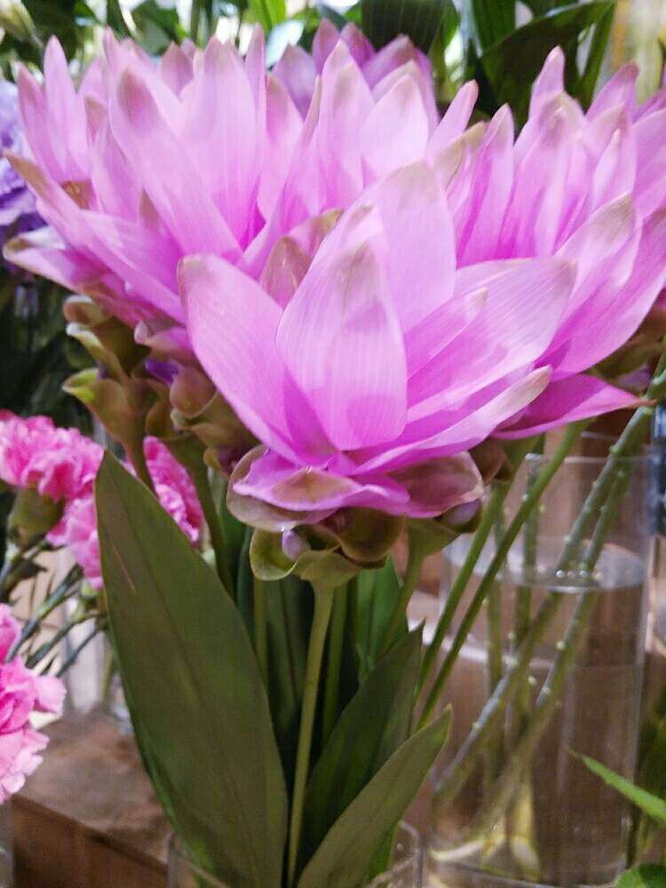 クルクマの投稿画像 By ゆめ さん いつかの出逢い花 と優しい花言葉と優しい花 に癒やされてと楽しい1日になりますように とピンクのお花と良い１日お過ごし下さいね と花のある暮らしとお花屋さん 月8月13日 Greensnap グリーンスナップ