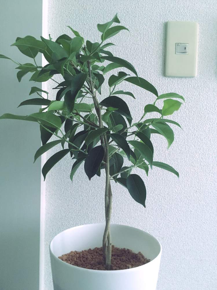 ベンジャミンの投稿画像 By Pipi ただの成長記録ですさん フィカス ベンジャミナと観葉植物とセラミス 月8月13日 Greensnap グリーンスナップ