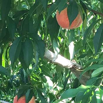 桃の木の投稿画像一覧 Greensnap グリーンスナップ