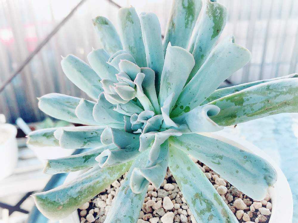 多肉植物^o^  トップシーダビー　超大苗！ 多肉植物^o^ トップシーダビー 超大苗！ 多肉植物^o^ トップ