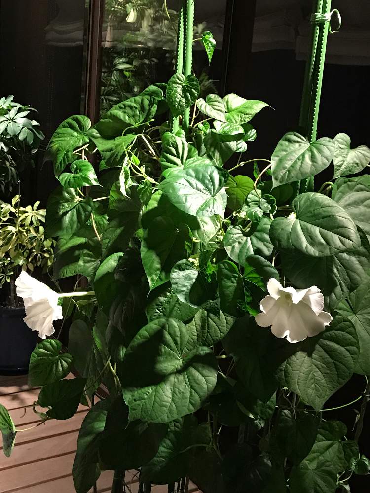 夜顔 ヨルガオ 夜開草 ヤカイソウ の投稿画像 By のんのさん 夕方から開花 月8月13日 Greensnap グリーンスナップ