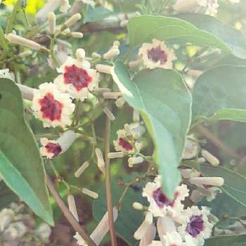 有川浩 植物図鑑 の植物たちの投稿画像一覧 Greensnap グリーンスナップ