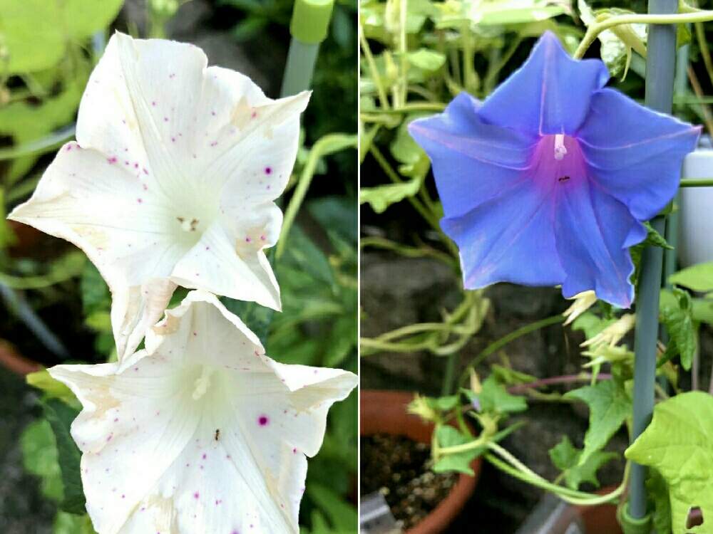 朝顔の投稿画像 By ぷりんちゃんさん 変化朝顔と朝顔 751 青斑入桔梗渦葉白地赤吹掛絞桔梗咲と朝顔 778 黄桔梗渦葉水色桔梗咲八重と今朝の朝顔 と今日の朝顔と朝顔の観察日記と植木鉢と朝顔 家の朝顔 月8月13日 Greensnap グリーンスナップ