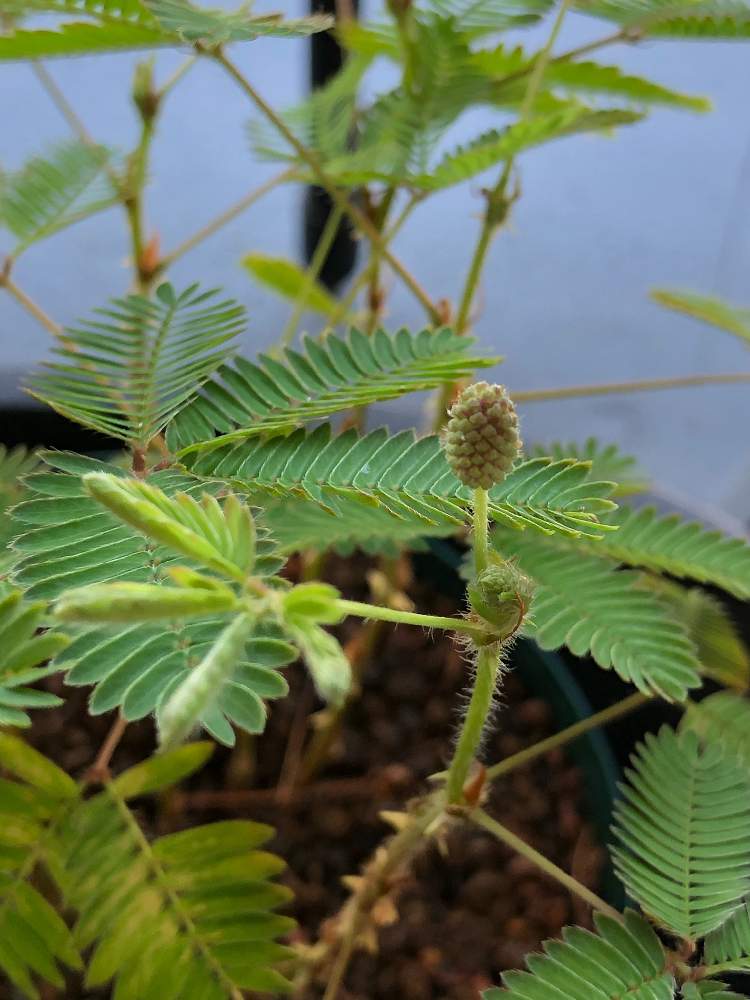 オジギソウの投稿画像 By Sunnyさん 観葉植物とおうちde菜園とおうち園芸と植中毒と見る系とアウトドアリビングとバルコニスト 月8月13日 Greensnap グリーンスナップ