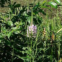 ハナトラノオ(カクトラノオ)の画像