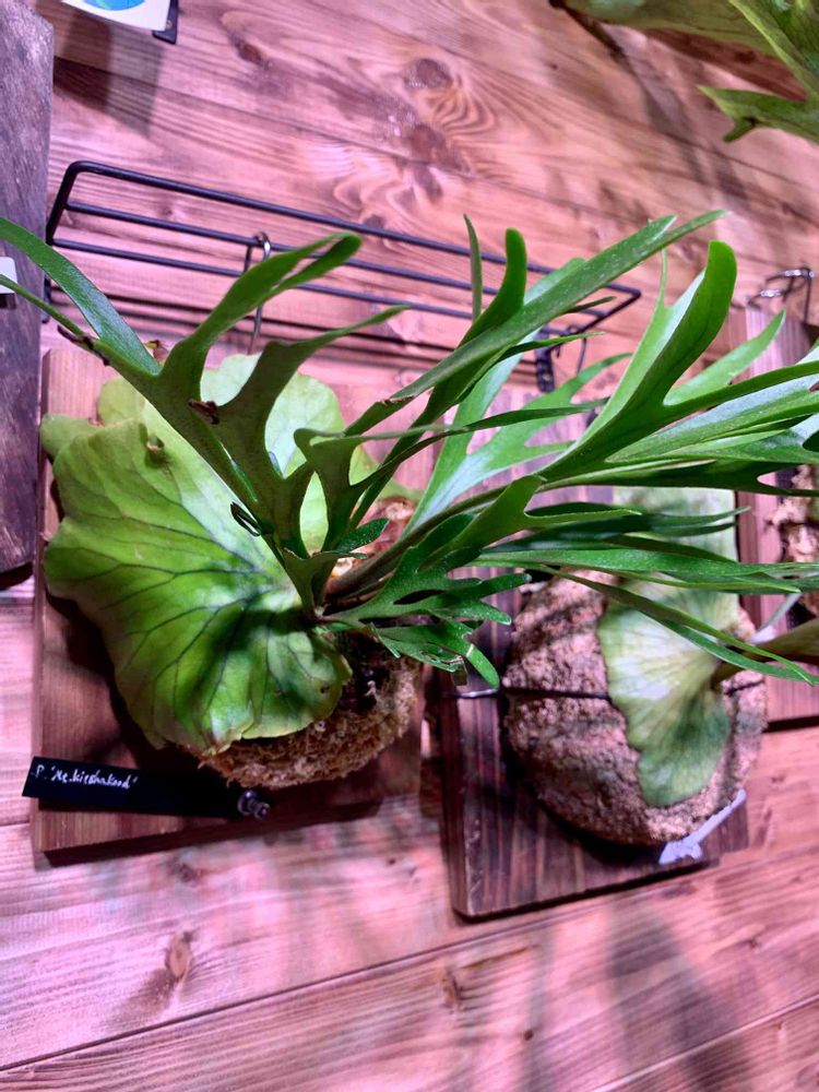 ビカクシダ キッチャクード細葉タイプを板付け｜?GreenSnap（グリーン 