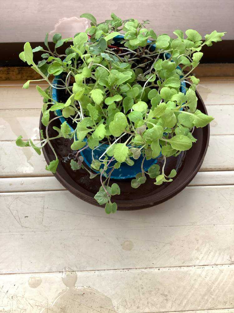 レタスミックス栽培日記 Greensnap グリーンスナップ