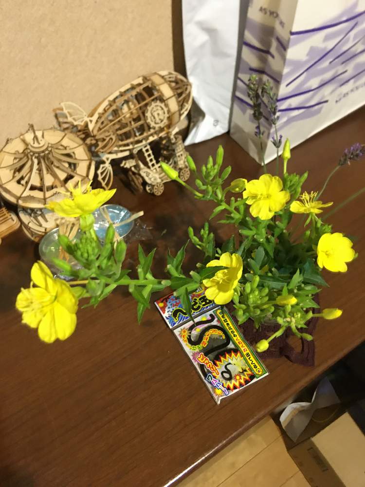 月見草の投稿画像 By サッチさん 小さな花束と玄関でお出迎えと小さな花束と玄関でお出迎え 月8月13日 Greensnap グリーンスナップ Greensnap グリーンスナップ