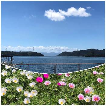 マツバボタン(松葉牡丹）の画像 by ichiさん | お出かけ先とスベリヒユ科と夏の花とマツバボタン(松葉牡丹）