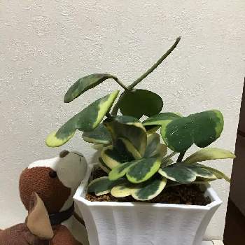 お求めやすく価格改定 かわいいハートホヤ 斑入り トレリス仕立て サボテン 多肉植物 Www Comisariatolosandes Com