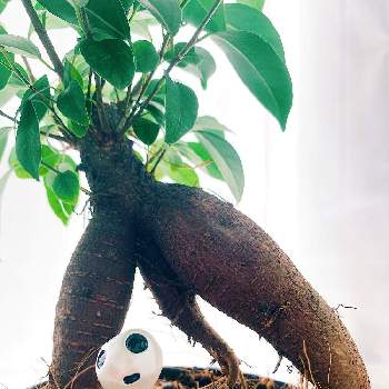 もののけ姫の投稿画像一覧 Greensnap グリーンスナップ