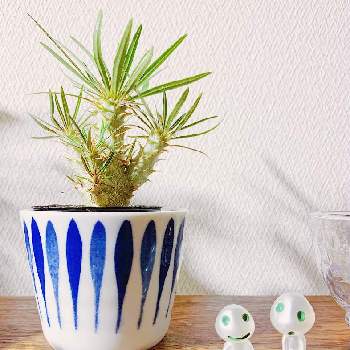 もののけ姫の投稿画像一覧 Greensnap グリーンスナップ