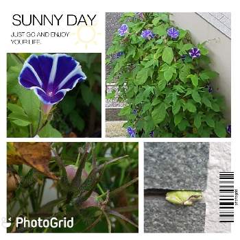 曜白朝顔の投稿画像一覧 Greensnap グリーンスナップ