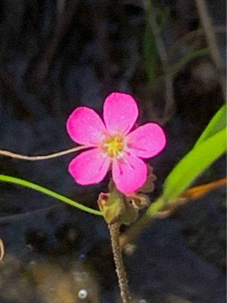 トウカイコモウセンゴケの投稿画像 By ざっき さん 水辺と湿原の植物と食虫植物とピンクの花と野草と山野草と薄ピンクと湿地と真夏と花 のある暮らしとかわいい花 月8月13日 Greensnap グリーンスナップ