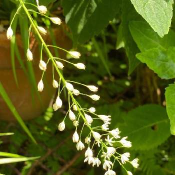 ハナセキショウの投稿画像一覧 Greensnap グリーンスナップ