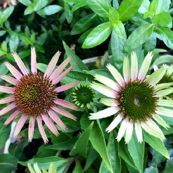 エキナセア カリビアングリーンの投稿画像一覧 Greensnap グリーンスナップ