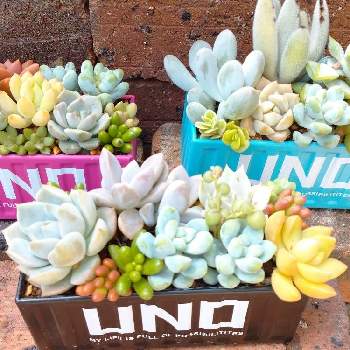 セリアのブリキの投稿画像一覧 Greensnap グリーンスナップ