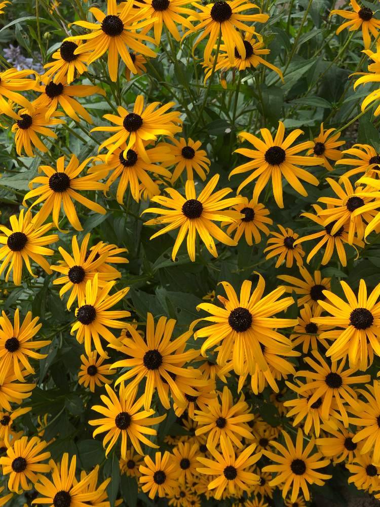 ルドベキア フルギダの投稿画像 By オヤシロさん 相談と夏本番と8月 月8月13日 Greensnap グリーンスナップ