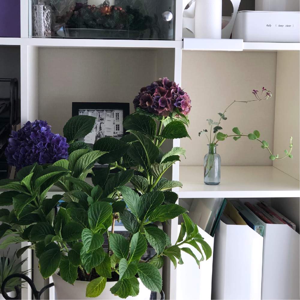 ペラルゴニウムの投稿画像 By Kl さん ベランダの花を飾る と育てた草花で楽しむとベランダの花 と強風に負けないと紫陽花が好き と寄せ植えと清涼感と夏の花とベランダガーデンと花を飾るとおうちで楽しむ夏の草花フォトコンとベランダー とプランター ガーデン