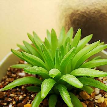 ハオルチア 菊日和の投稿画像一覧 Greensnap グリーンスナップ