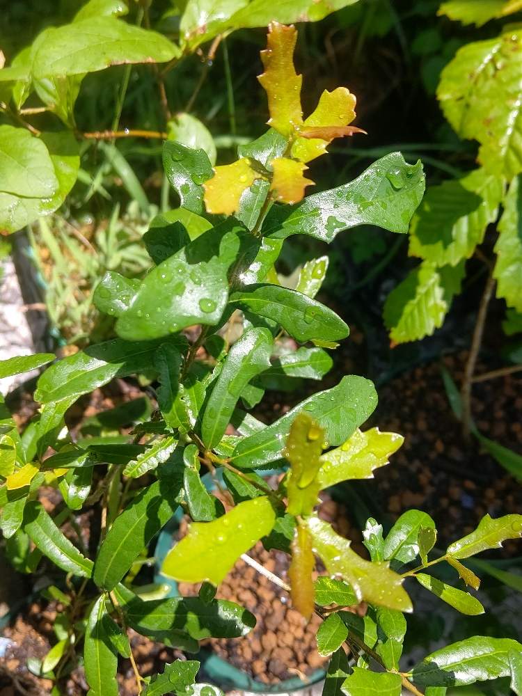 実生の投稿画像 By 隼さん ドングリの木とquercusと実生とドングリの木とquercus 月8月13日 Greensnap グリーンスナップ Greensnap グリーンスナップ