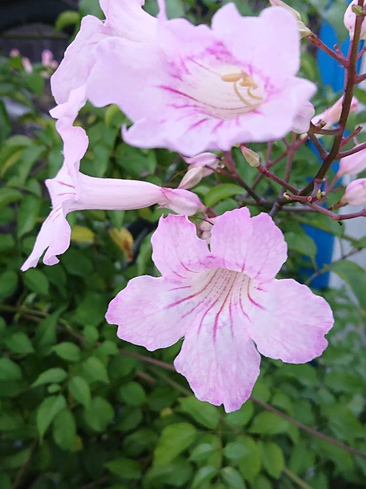 ノウゼンカズラの投稿画像 By ジュリアーノさん ピンクの花とノウゼンカズラ と今日のお花とピンクのノウゼンカズラと花のある暮らしと神奈川県の風景 月8月14日 Greensnap グリーンスナップ
