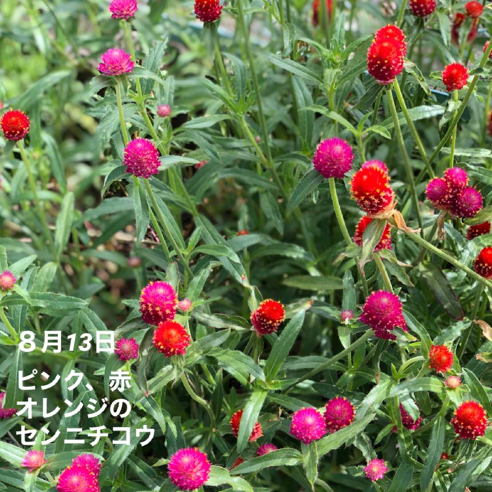 センニチコウの投稿画像 By まさマニアさん 熱中症に厳戒と臨時国会の開会をと命を守る行動とソーシャルディスタンスとマスクの着用とヒユ科とセンニチコウ 属とキュン死祭りとコロナの拡大阻止と花に癒される日々と散策散歩中 月8月14日 Greensnap グリーン