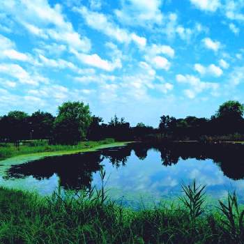 ごんぱち池の風景の画像 by m＆oさん | お出かけ先と水辺の風景と東京都立水元公園と今朝の散策道とごんぱち池の風景と雲仲間