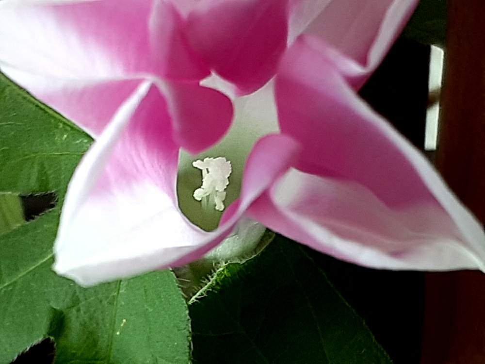 あさがおの投稿画像 By さくら貝さん 終日咲き朝顔とスマホ撮影と 五色の朝顔 とあさがお と アサガオとつぼみとしべ好きと日本アサガオと 朝顔の種が できた と花びらとお花 月8月14日 Greensnap グリーンスナップ あさがおの投稿画像 By さくら貝さん 終日咲き朝顔とスマホ撮影と 五色の朝顔 とあさがお と アサガオとつぼみとしべ好きと日本アサガオと 朝顔の種が できた と花びらとお花 月8月14日 Greensnap グリーンスナップ