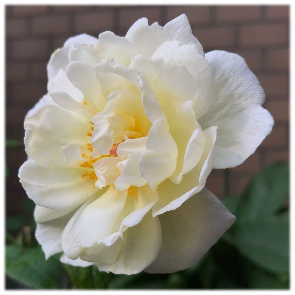 バラの投稿画像 By Mimimamaさん ボレロとボレロと薔薇に魅せられてとおうち園芸とバラ鉢植えとガーデニングと花のある暮らし 月8月14日 Greensnap グリーンスナップ