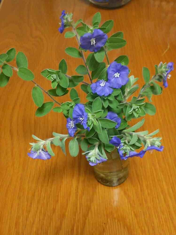 アメリカンブルーの剪定した記録｜🍀GreenSnap（グリーンスナップ）