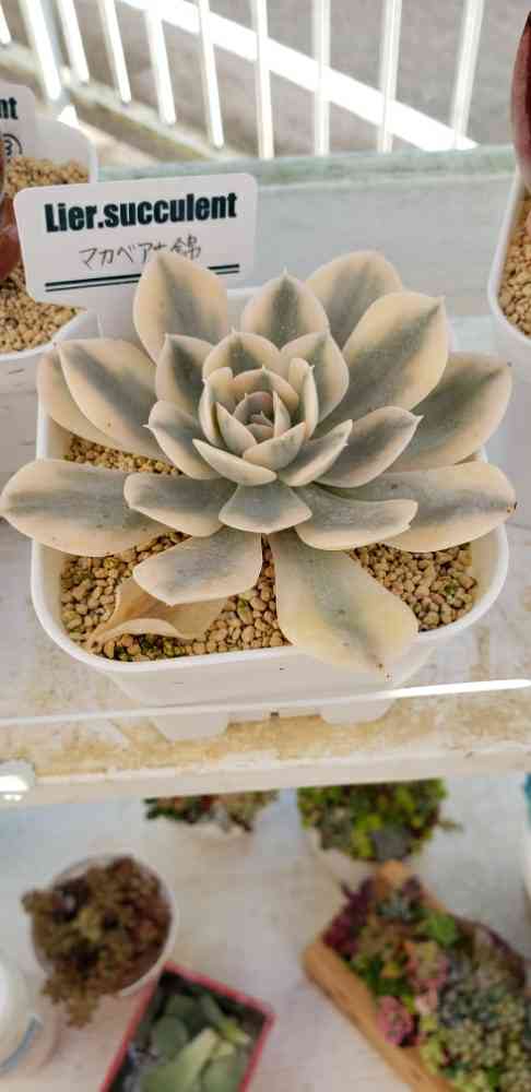 多肉植物　高級種　マクライジング錦　カット 多肉植物 コルプスキュラリア レーマニー錦 2.5寸苗 - ハニー