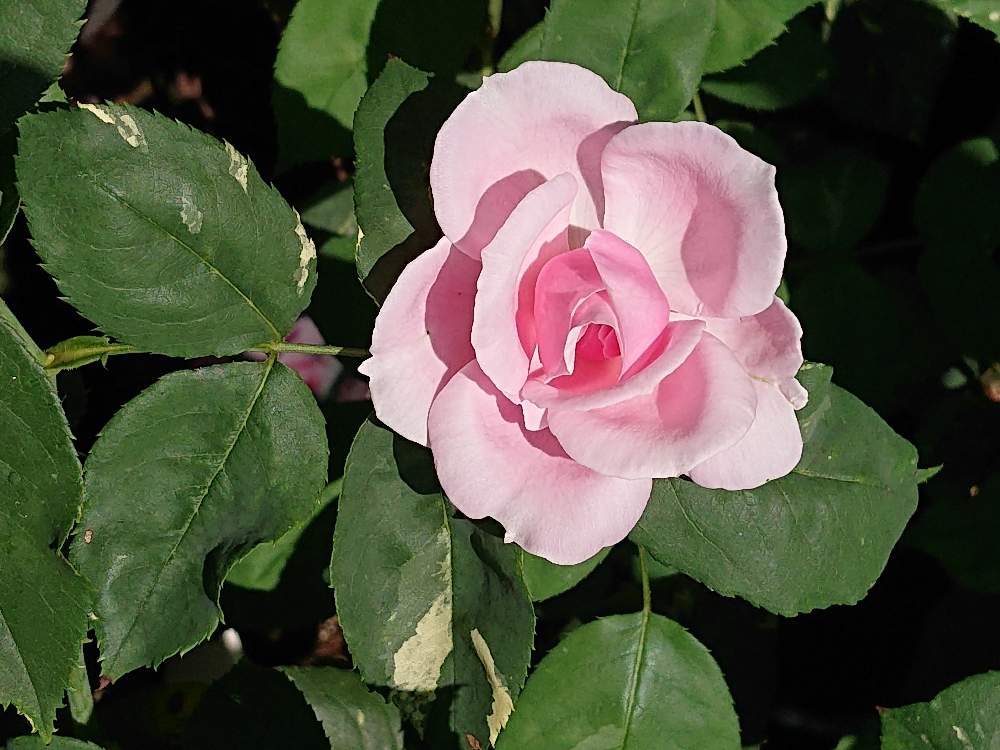 バラ ヘルシューレンの投稿画像 By ちーちゃんさん 花が好きと薔薇が好き 月8月14日 Greensnap グリーンスナップ
