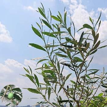 オリーブ チプレッシーノの画像 by momoさん | バルコニー/ベランダとオリーブ チプレッシーノと観葉植物